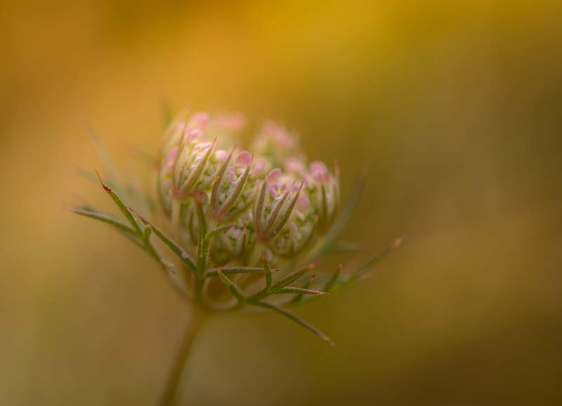 Carrote Sauvage_Lindsey Saunders.jpg - B